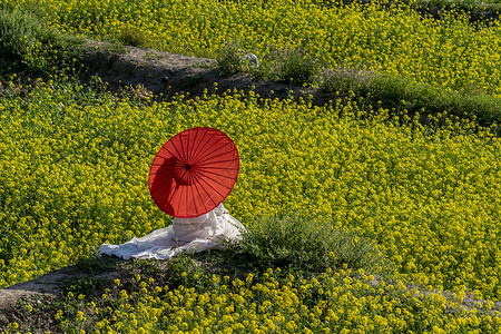 伞布油菜花与红伞背景
