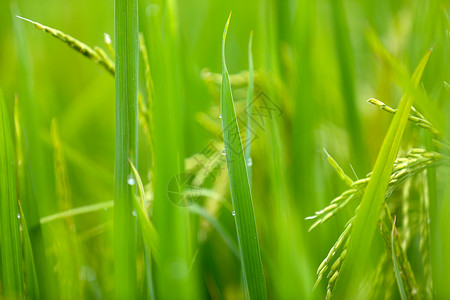 水稻谷子植物高清图片