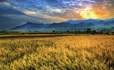 秦岭山下金色的麦田背景图片