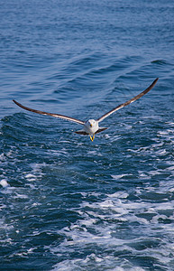 海面飞翔的海鸥图片