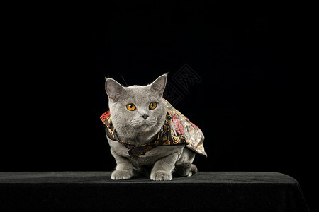 英短蓝猫动物高清图片素材
