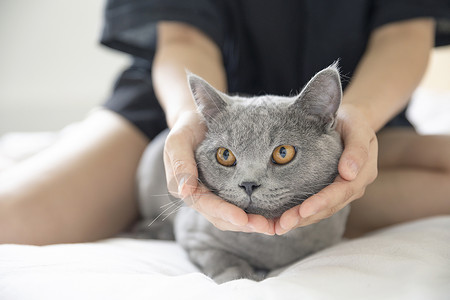 蓝猫宠物英短蓝猫背景