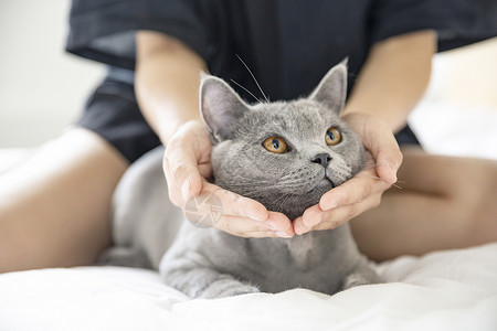 英短蓝猫背景图片