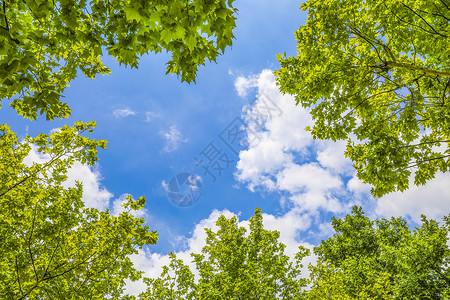 清新夏日图片-透过树叶的蓝天白云仰视高清图片