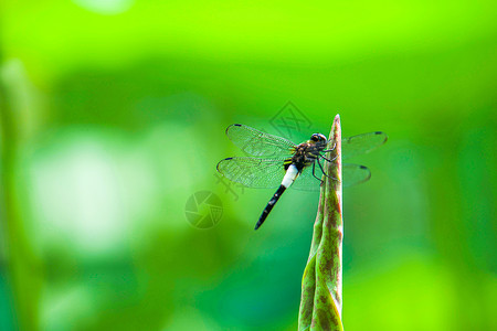 夏天荷叶上的蜻蜒小暑高清图片素材