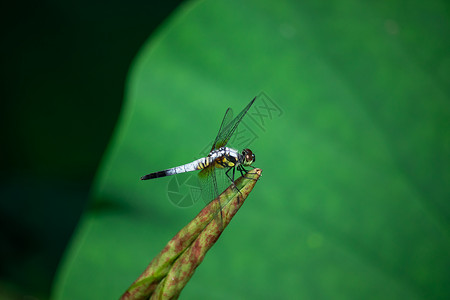蜻蜓微距高清图片素材
