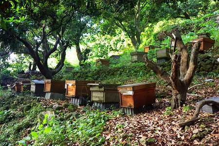 山林中蜂场蜂蜜蜂箱高清图片