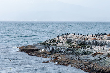 极地海岛海狮与海鸟高清图片