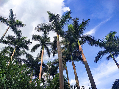槟榔树背景