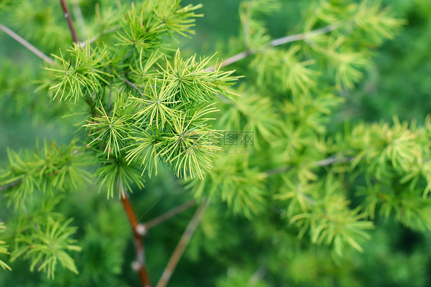 蓬莱松图片