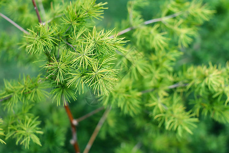 蓬莱松植物背景小蓬莱高清图片