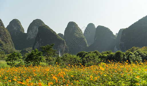 波斯菊广西省阳朔县十里画廊景区花儿盛开背景