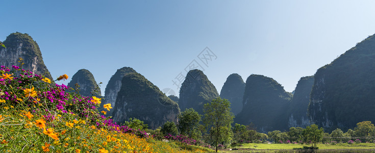 波斯菊广西省阳朔县十里画廊景区花儿盛开背景