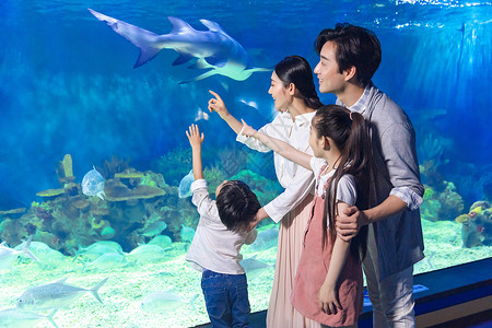 水族馆素材一家四口参观海洋馆背景