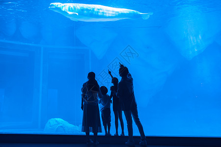 年轻家庭参观海洋馆背影背景图片