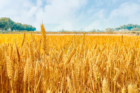 金黄的麦田农产品背景图片素材