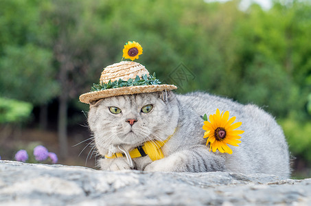 黄色猫咪小草帽猫咪背景