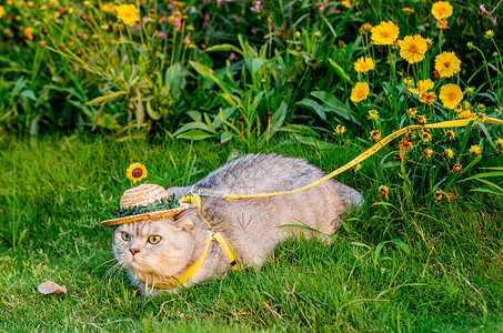 小草帽猫咪背景图片