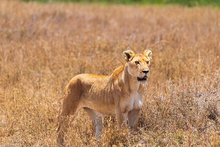 非法捕猎捕猎的狮子背景