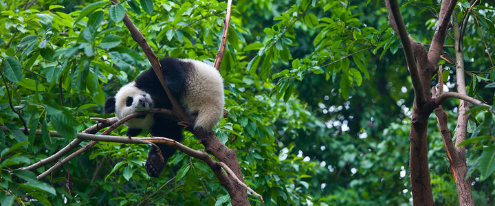 国宝大熊猫熊猫拿着竹子高清图片