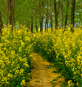 蓝天白云油菜花背景图片