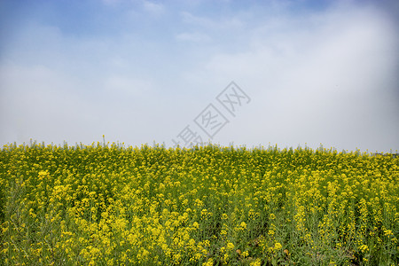 安徽油菜花背景图片