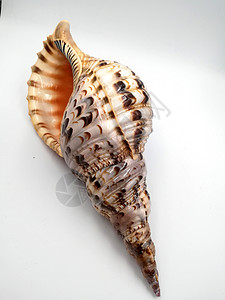 海螺贝壳高清图片素材