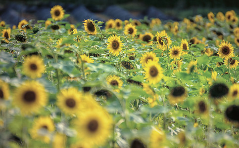 夏天大面积盛开的向日葵背景图片