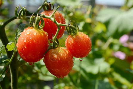 农村菜园子西红柿圣女果高清图片素材