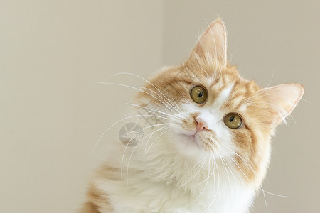 橘猫神奇动物高清图片