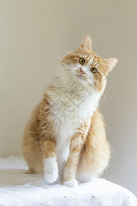大胖猫橘猫背景