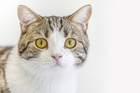 猫动物眼睛特写高清图片