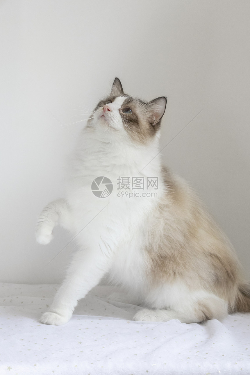 布偶猫图片