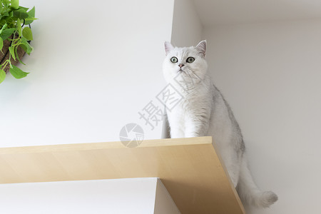 英短猫市银丸壁纸高清图片