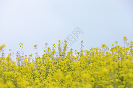 安徽油菜花图片