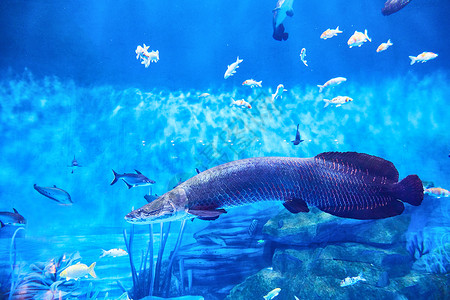 海底鱼群动物鲤鱼水族馆高清图片