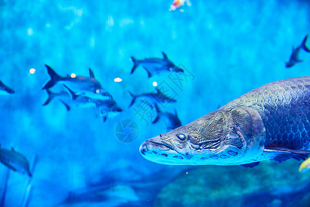 海底鱼群水族馆门票高清图片