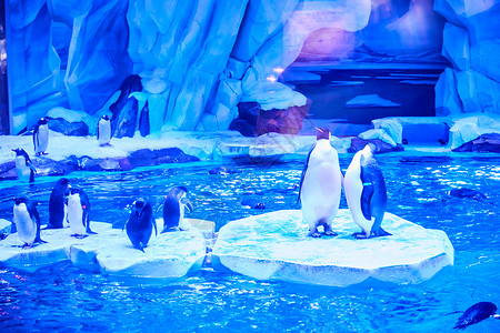 水族馆企鹅海洋馆企鹅背景