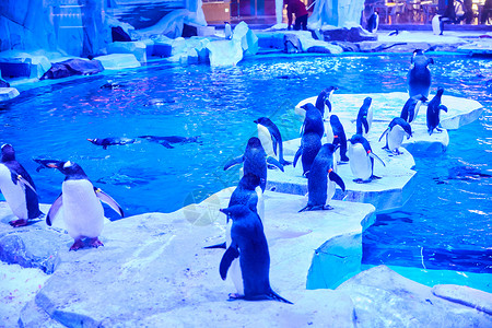 海洋馆企鹅背景图片