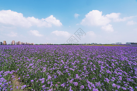 紫色花海马鞭草花高清图片