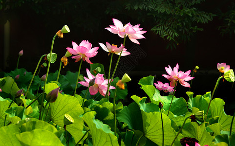 池塘阳光荷花荷塘背景