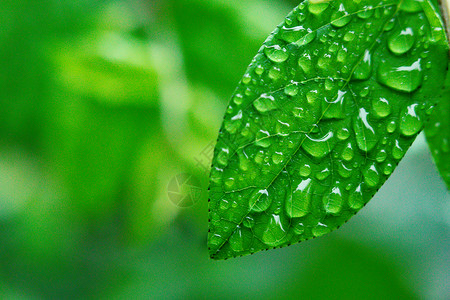 雨上树叶上的水滴背景