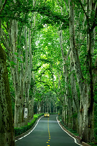 绿色商务背景南京中山植物园路背景