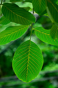夏季的核桃树叶背景图片