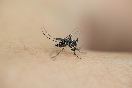 皮肤剖面图正在吸血的花蚊背景