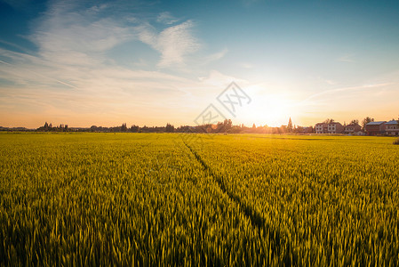 日落之后稻田农田夕阳全景风光背景