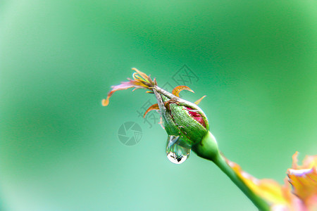 4月雨水春意水珠背景