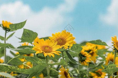 手绘花朵太阳花向日葵背景