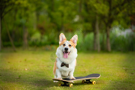 柯基犬可爱萌宠柯基玩滑板背景