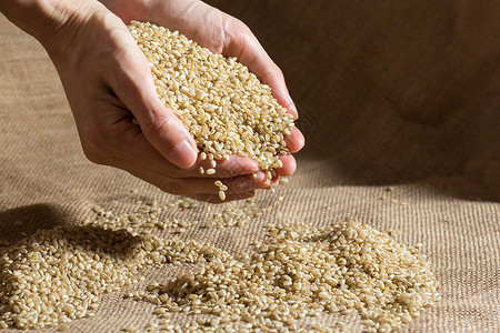 杂粮糙米背景图片